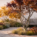 Cover No. 15 Statement Trees: mehrstämmiger Baum mit rotem Herbstlaub vor einer Gartenbank