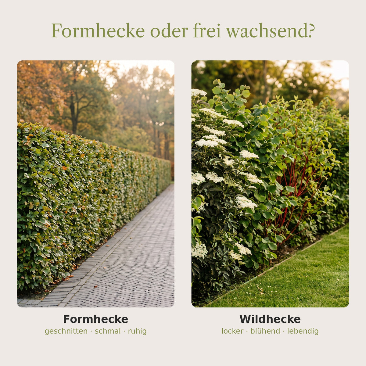 Formhecke oder frei wachsende Wildhecke