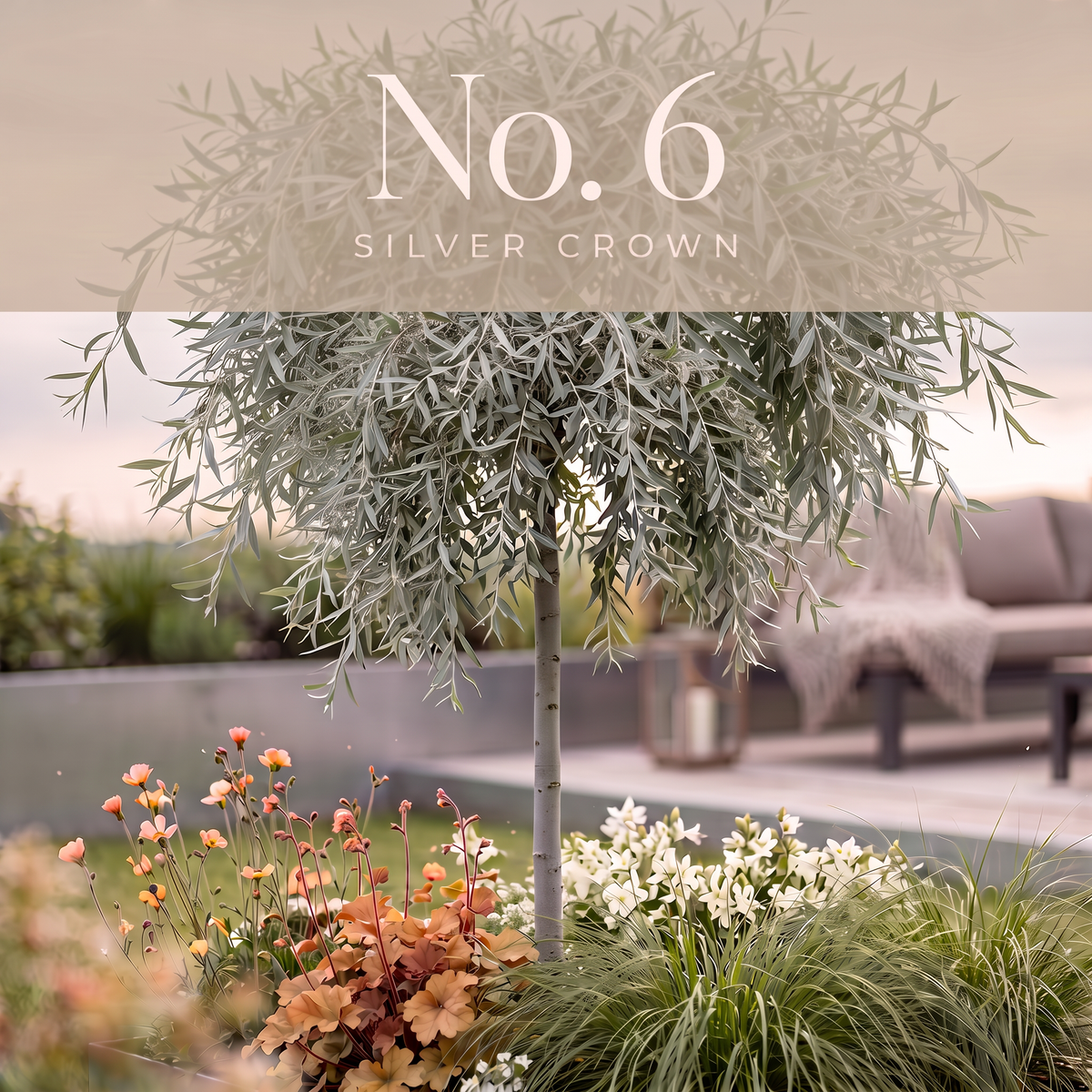 No. 6 Silver Crown